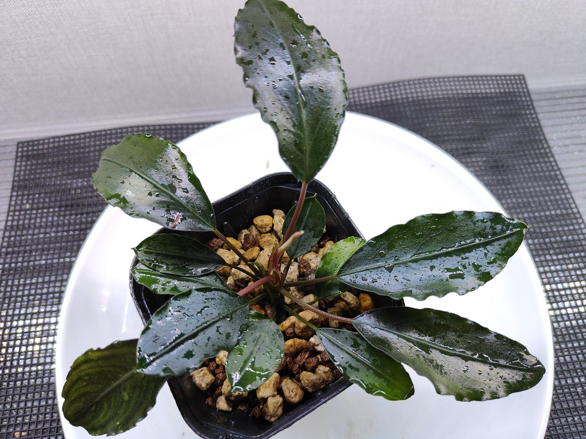 キボーデコ (@kiboudeko) / Posts / X