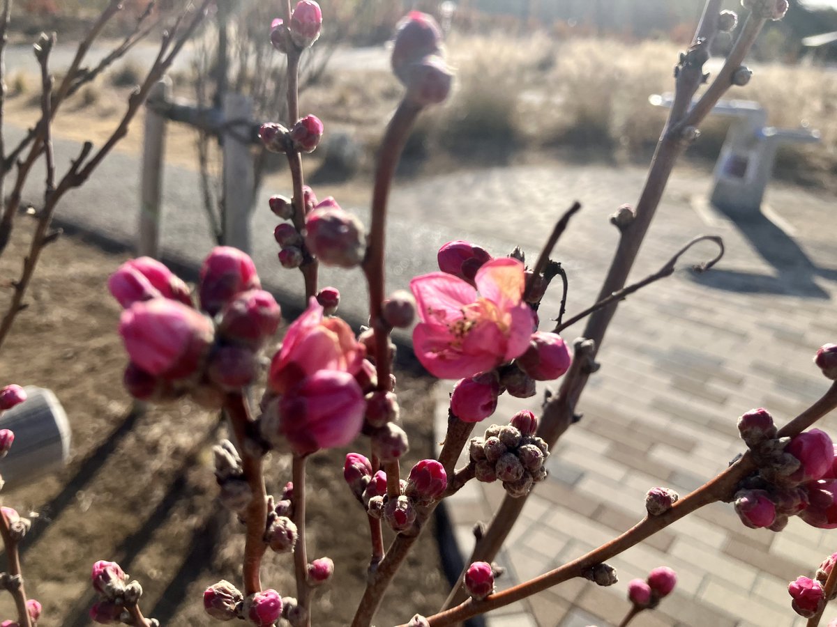 冬は空気が澄んでいて #富士山 がよく見えますね🗻 #テルテモモ も咲き始めました🌸休日のお散歩に是非いらしてください。