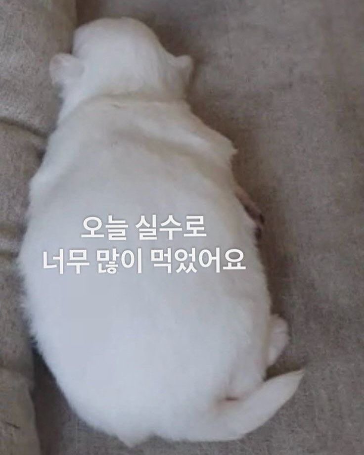 푸딩이 tweet media