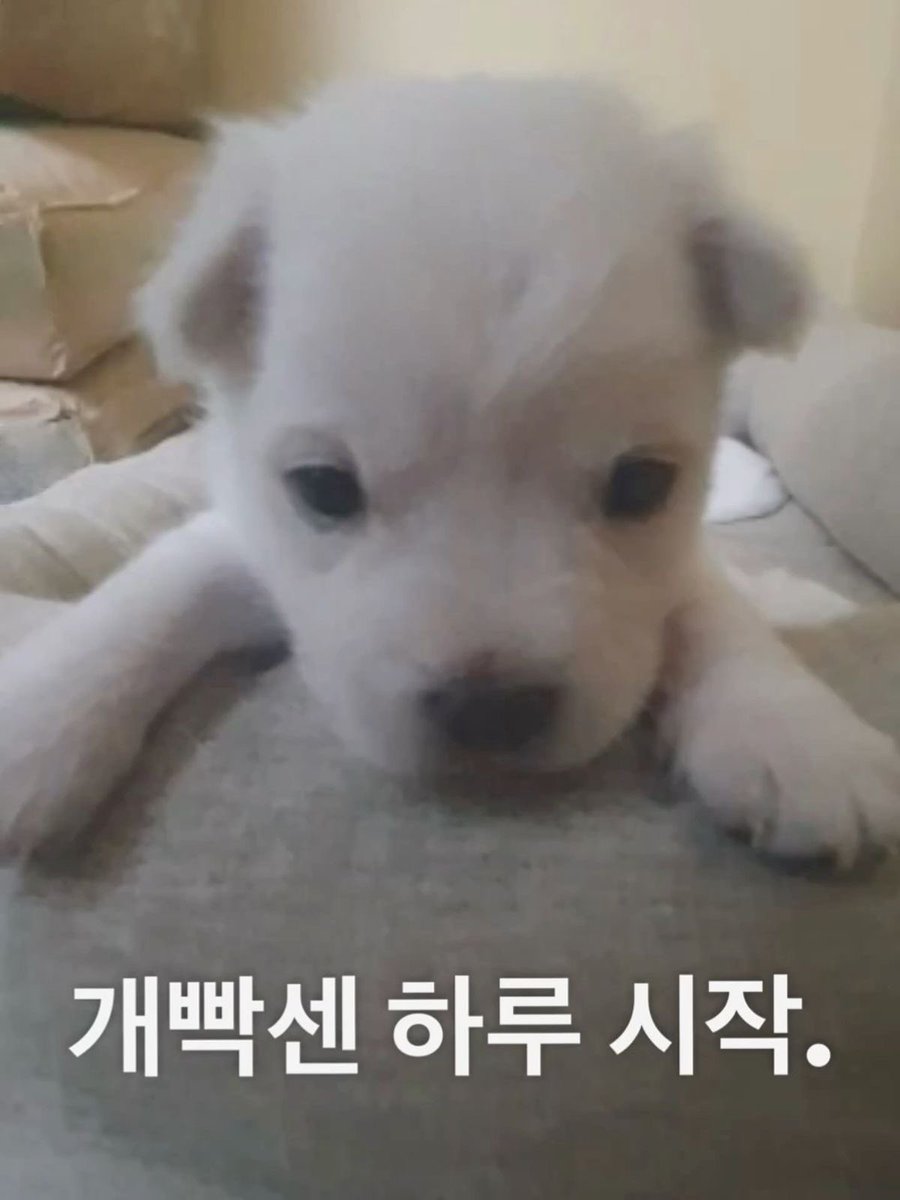 푸딩이 tweet media