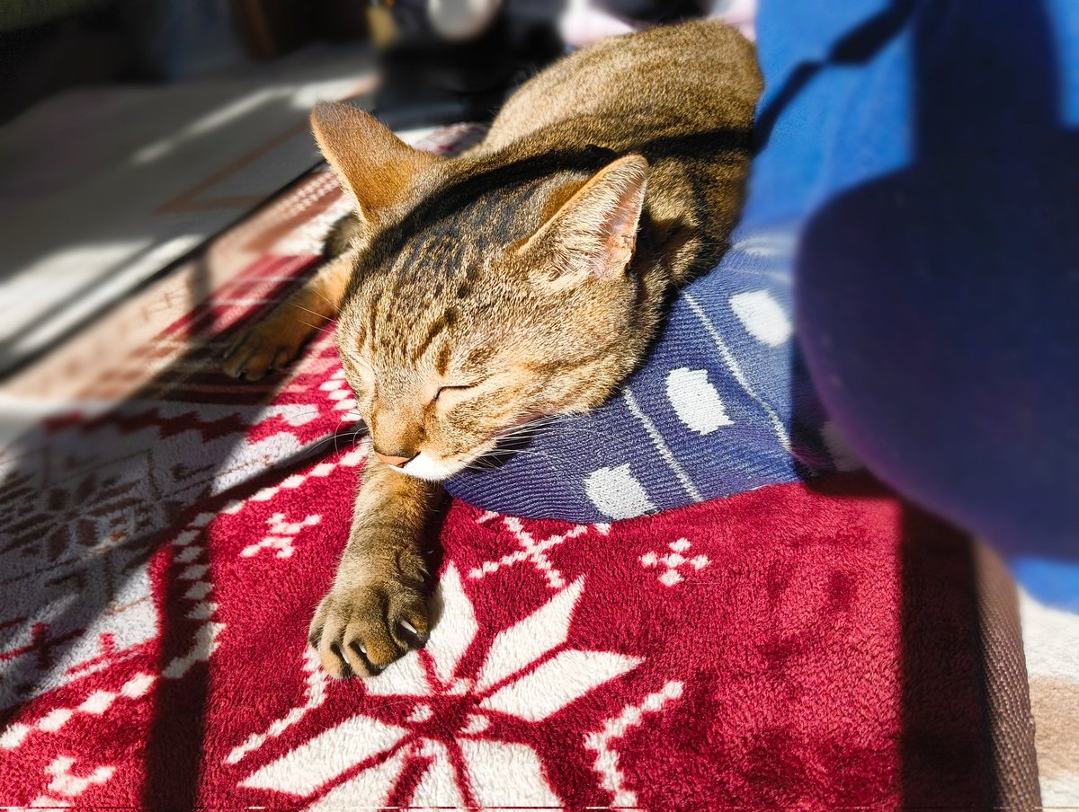 uta_sunpo's tweet photo. 器用に人のつま先を枕にしておるわ……
#猫 #猫のいる暮らし #猫好きさんと繋がりたい https://t.co/3GjczhhIn5