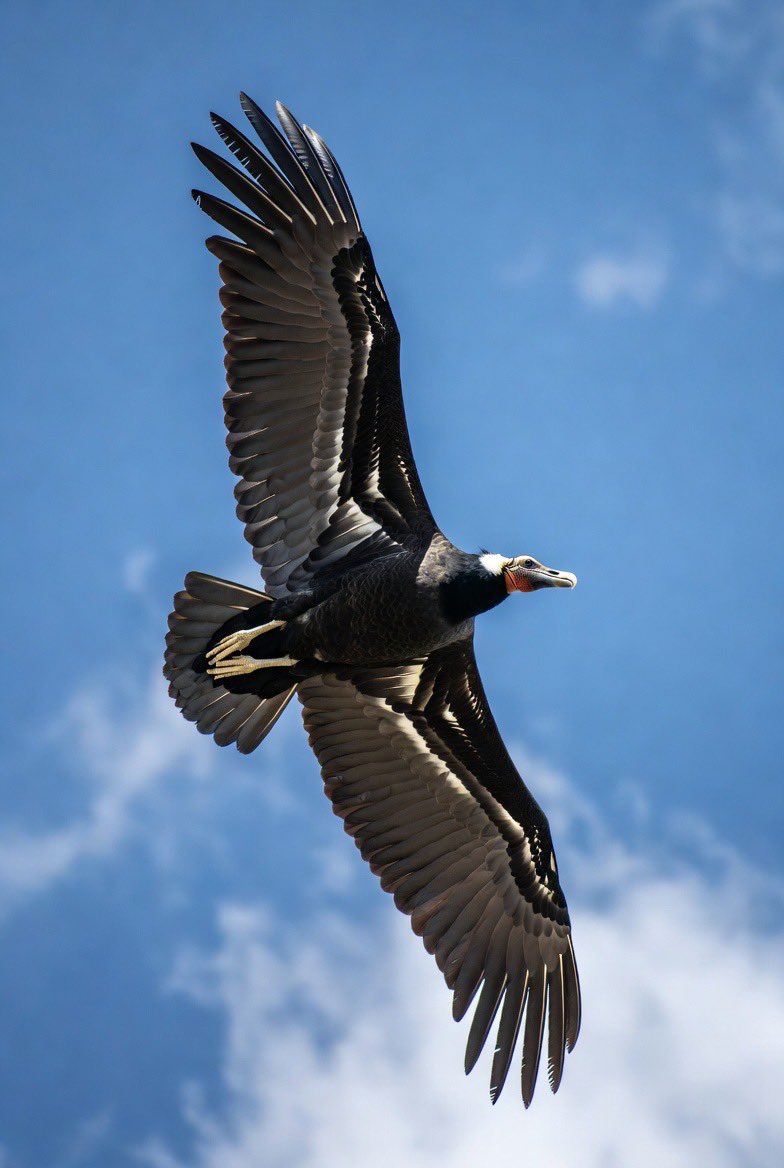 CryptoBullRon's tweet photo. Soaring at Tejon Ranch today—witnessed three majestic California condors, North America’s largest and rarest birds, live via Starlink Mini! Pure wilderness magic.
At one point there were only 22 of these birds in existence
#CaliforniaCondor #TejonRanch #Starlink #WildlifeLive #BirdWatching #NatureWins