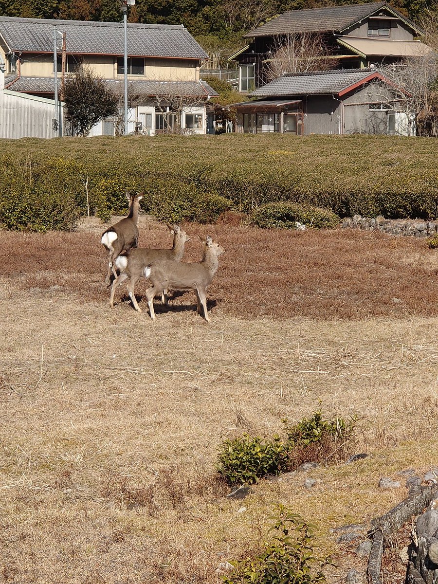 法事で墓参りへ🚗
至近距離で鹿に遭遇