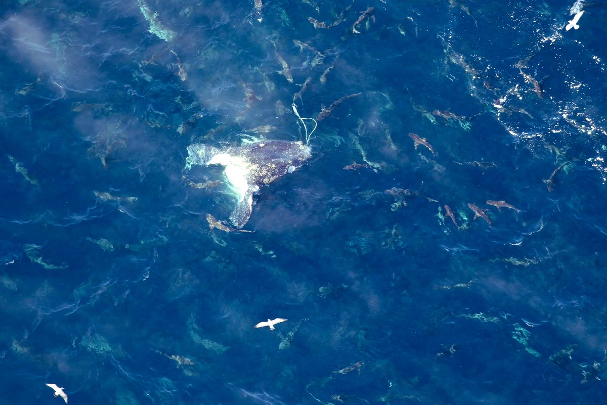 Chip Michalove tweet media