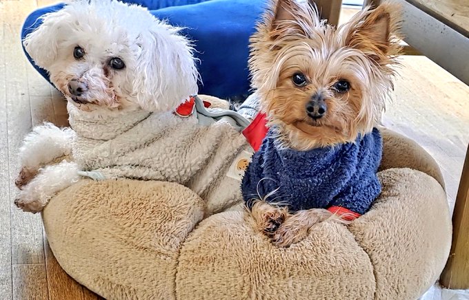 クッション2つあるのにシェアする2匹🐶🐶 