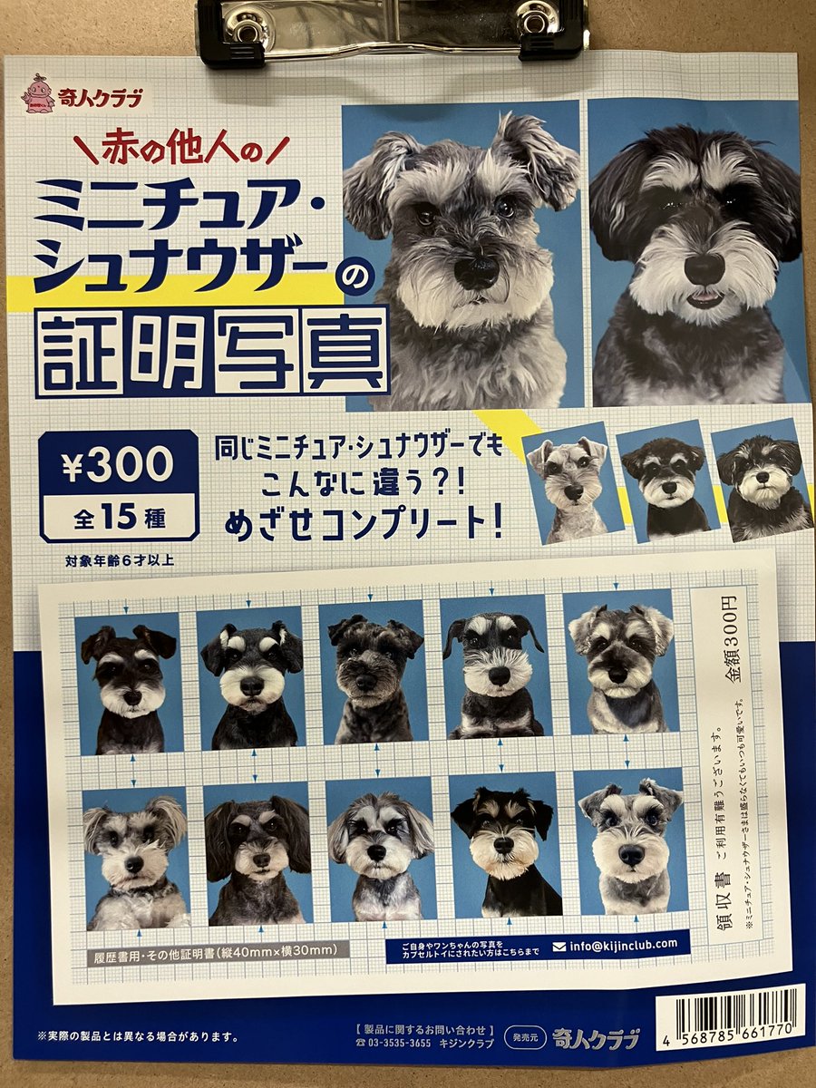 新商品入荷情報📣 / 📍 シュナとボブでかぽん 📍 ミニチュア
