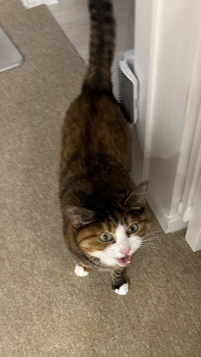 숨어있다가 방문객 가자마자 나와서 소리지름 ;;; 허세묘;