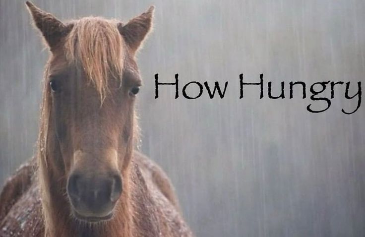 horsetwting's tweet image. 