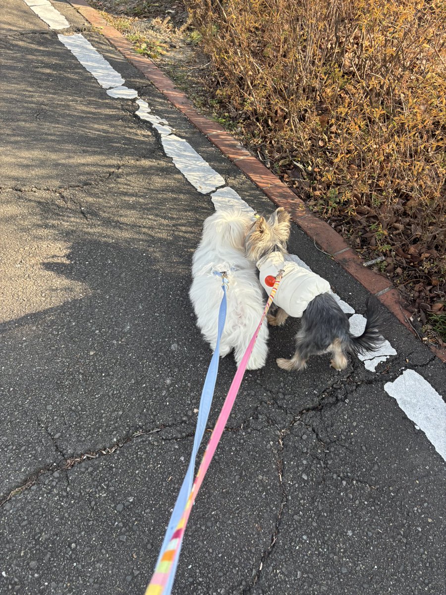 今日も昼間、暖かかったから愛犬のわんちゃん達とお散歩してきた〜🐶