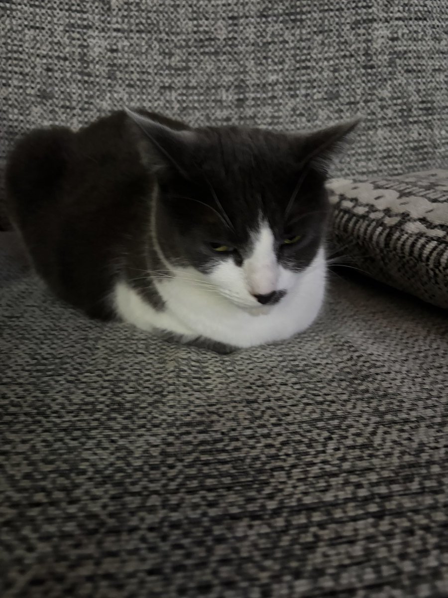 SoxandD's tweet photo. A grumpy lil loaf ๐ this morningโฆ. ๐
๐๐น
Happy #kittyloafmonday love lil Luna ๐ปโค๏ธ๐พ
#CatsOfTwitter #CatsOfX #hedgewatch #neweek #MondayMotivation https://t.co/kf8cJypvS8