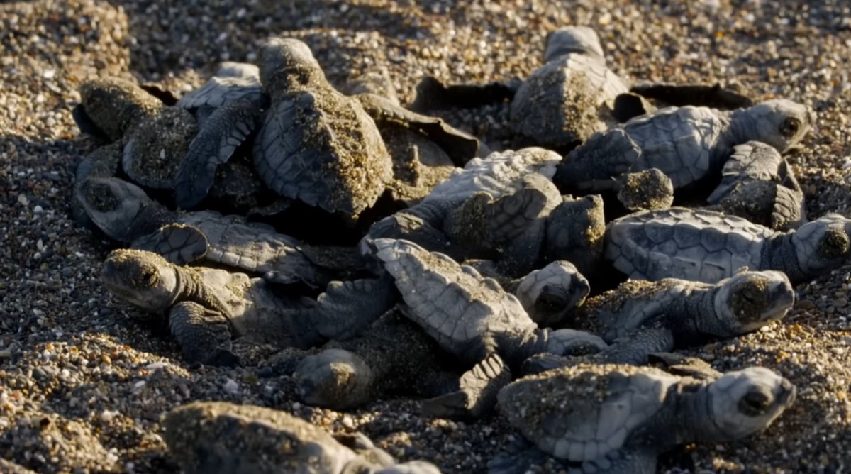 JustSeaTurtles's tweet photo. Sometimes you just need 6 minutes and 24 seconds of Olive Ridley hatchlings making their way down the beach. Wherever you are, whatever you're doing, isn't it about time for a turtle break?
https://t.co/rjRr18bU0c https://t.co/3NGAGjpO6b