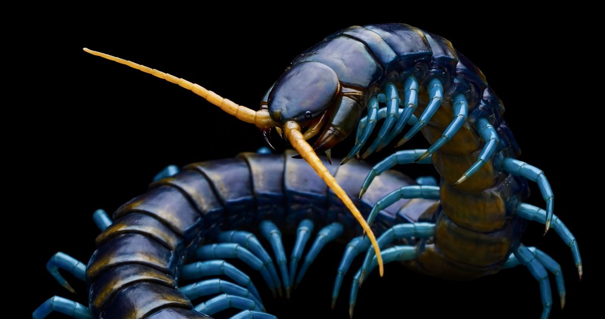 ルソンブルーレッグセンチピード(Scolopendra paradoxa )は、その名の