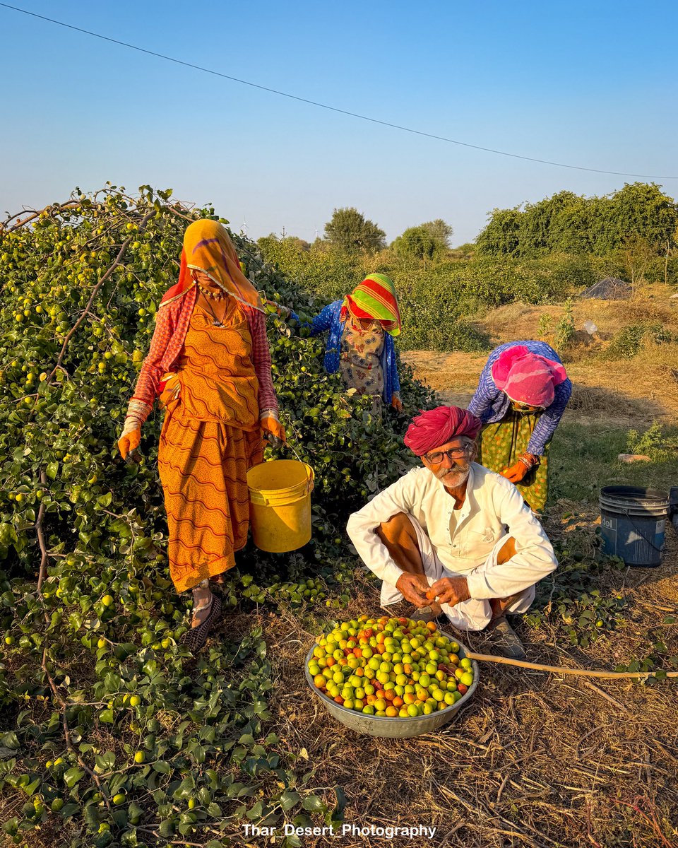 thardesertphoto's tweet photo. गोला वैरायटी के बेर का बगीचा। https://t.co/y0hrNZRtuL