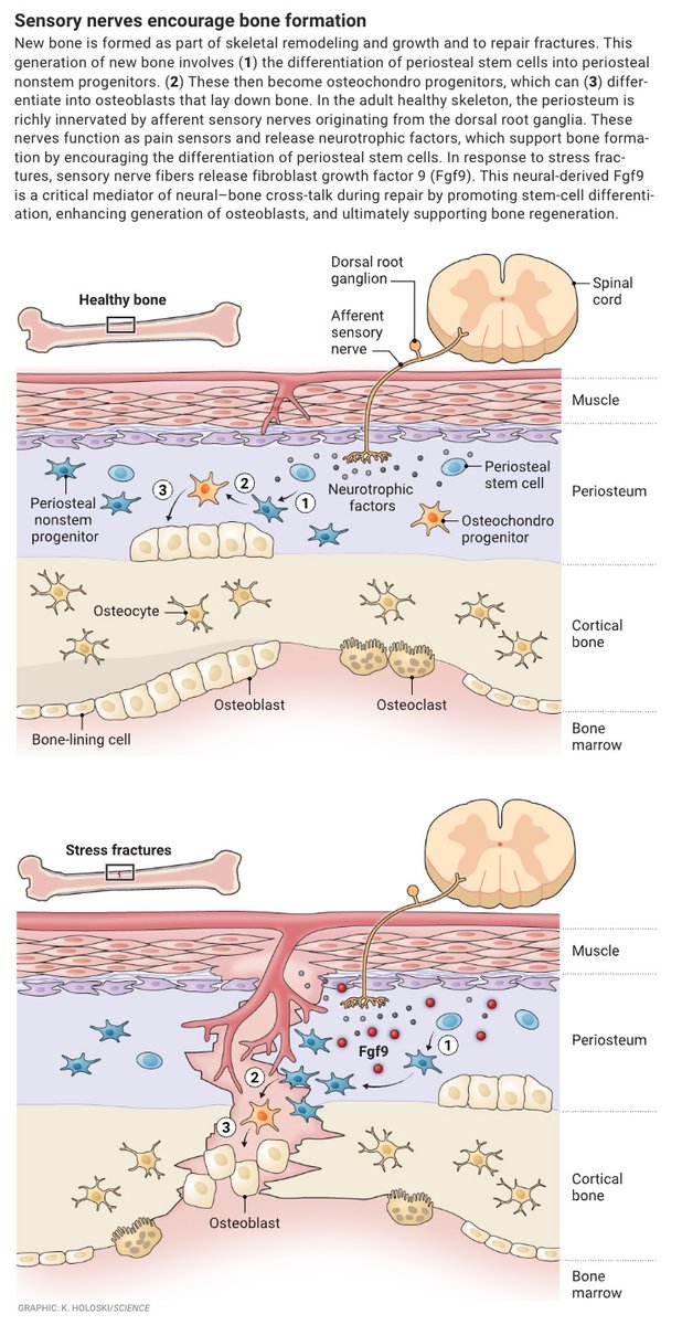 ScienceMagazine's tweet image. In a new Science study, researchers report an unexpected role for sensory nerves in bone healing, providing insights into communication between the nervous system and the cells responsible for bone repair.

Learn more in a new #SciencePerspective: scim.ag/3Nj6M5p