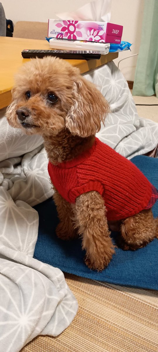 TOMORROW'S tweet media