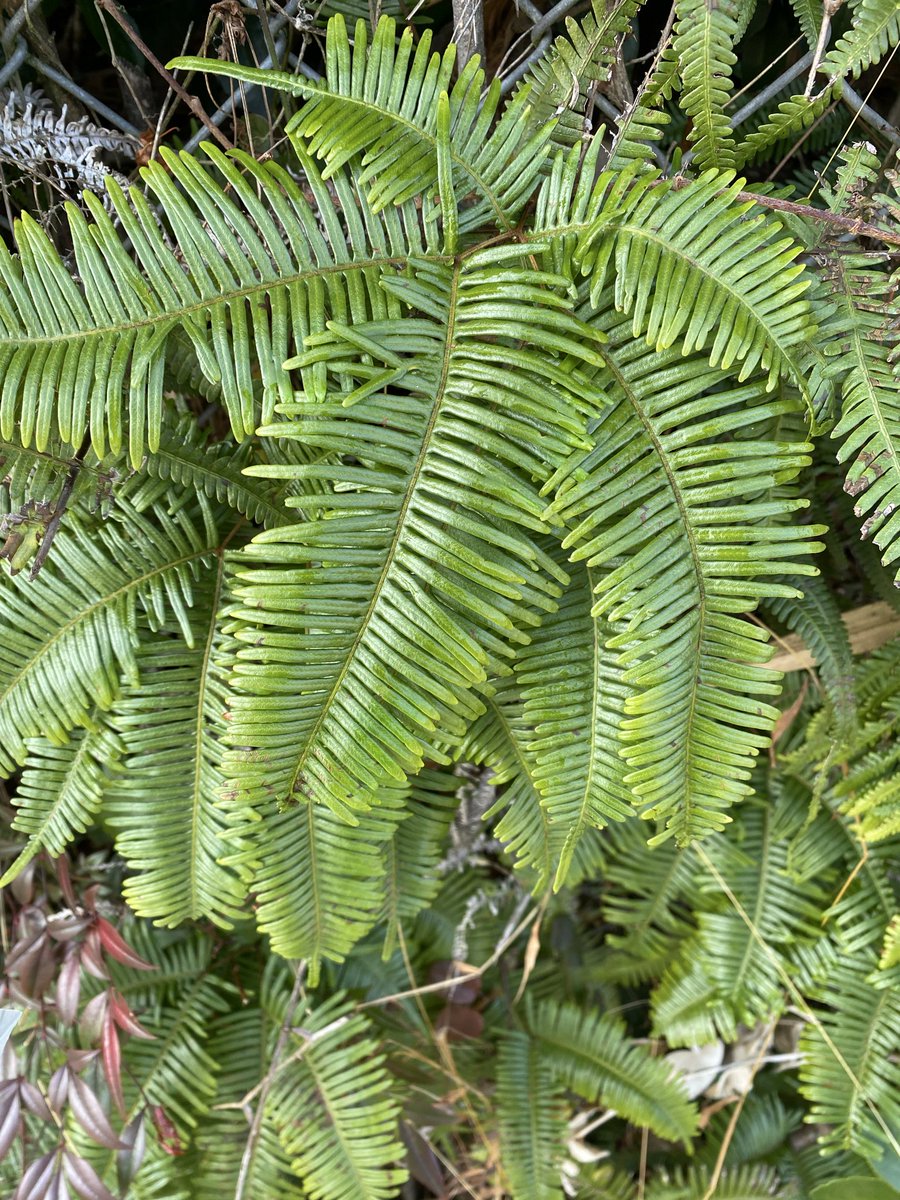 #王さまのぶどう
#農家の終礼
#シグナス
本日の植物はコシダです