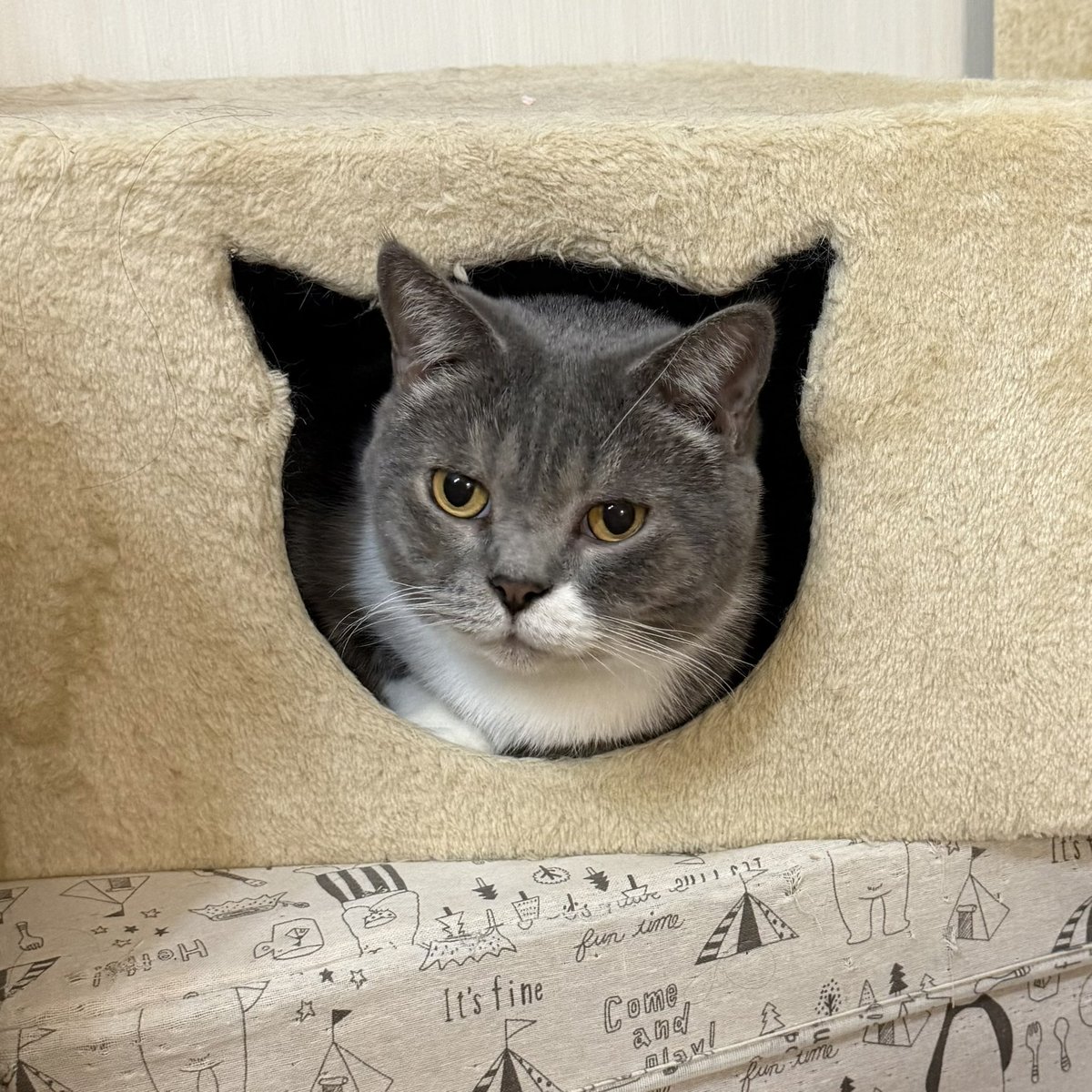 こんばんは(ΦωΦ)
銀ちゃん
隠れてないよ！
　　　ピッタリだわ😸