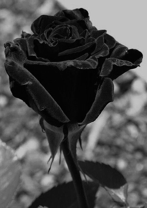 Enviamos nuestras condolencias a los familiares de las víctimas del accidente de trenes sucedido en la noche del 18 de enero en Adamuz (Córdoba) y el deseo de una pronta recuperación a los heridos.