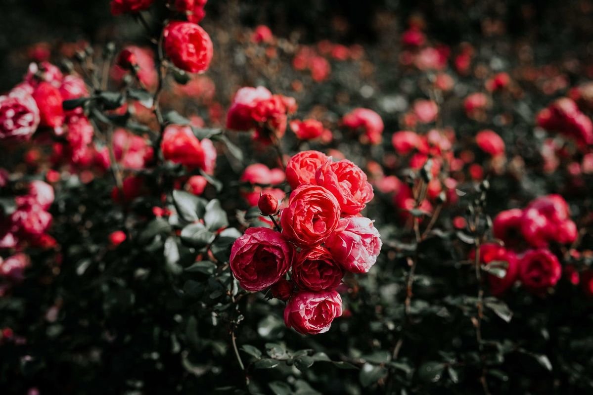 ਫੁੱਲ ਚੁੱਪ ਰਹਿ ਕੇ ਵੀ ਬਹੁਤ ਕੁਝ ਕਹਿ ਜਾਂਦੇ ਨੇ,
ਰੰਗਾਂ ਨਾਲ ਦਿਲਾਂ ਨੂੰ ਛੂਹ ਲੈਂਦੇ ਨੇ।