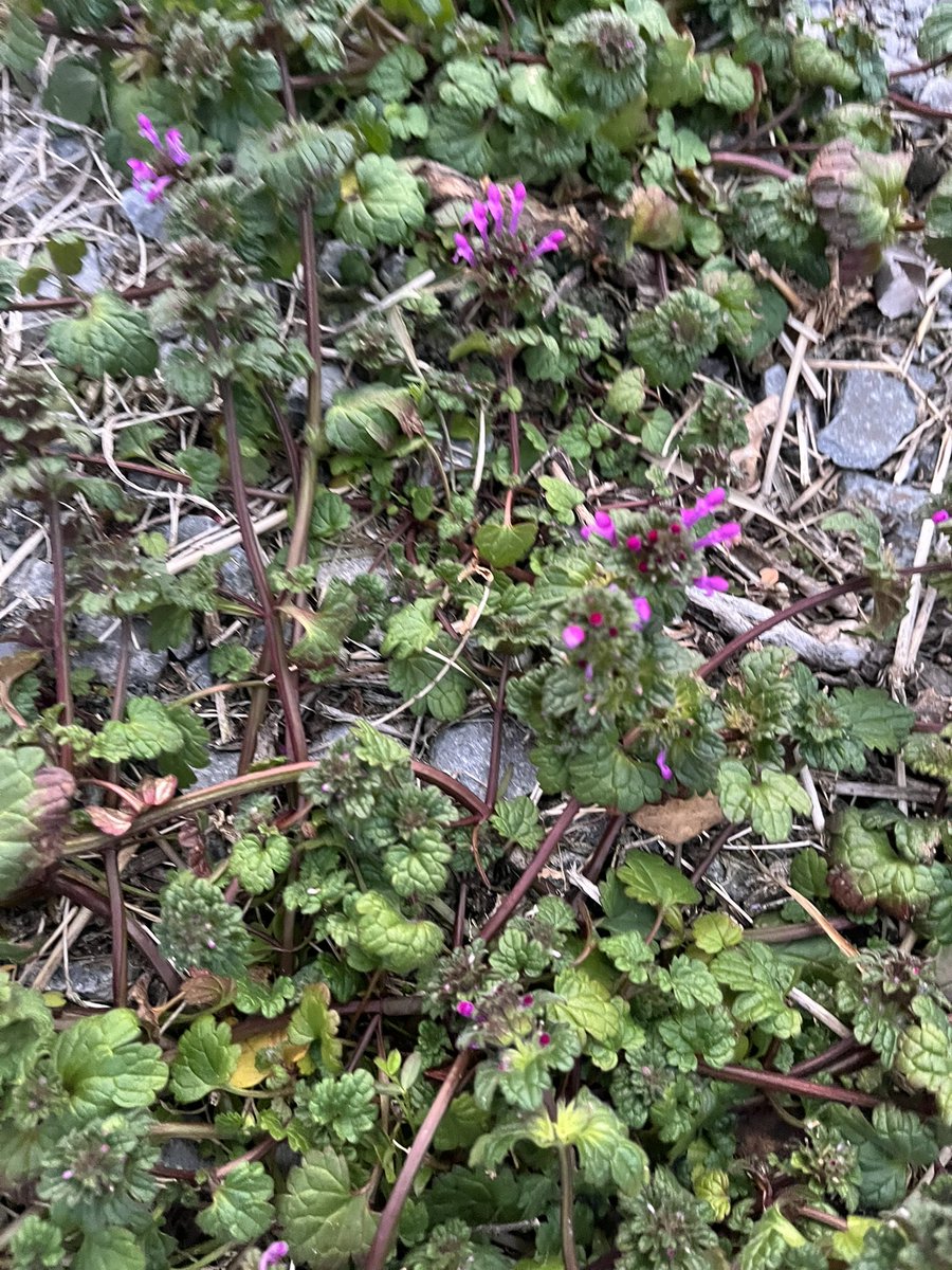 #農家の終礼 
#王さまのぶどう 
#サジタリウス 
ホトケノザ
シソ科オドリコソウ属の一年草あるいは越年草である。サンガイグサという別名も持つ