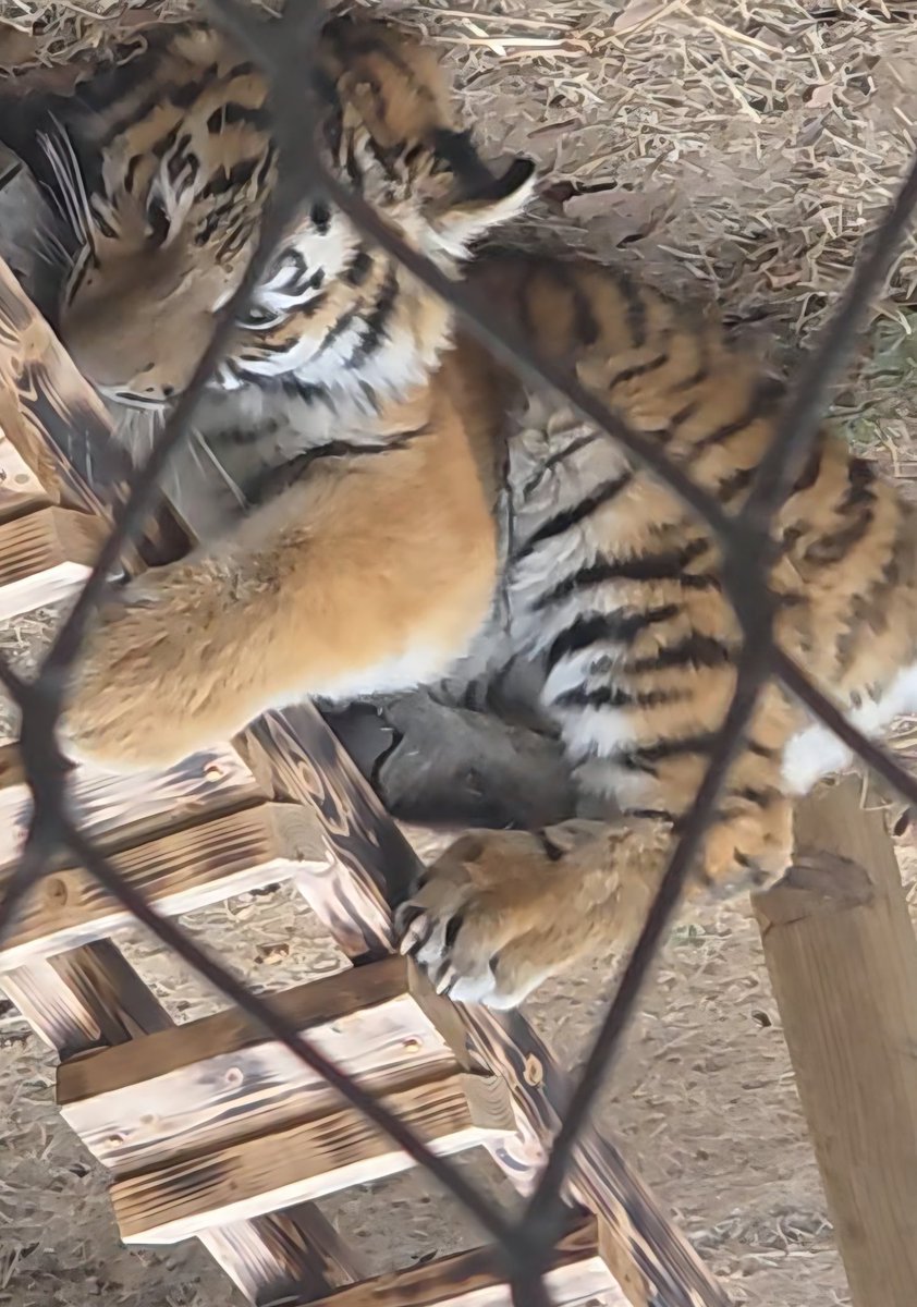 1. 수정본
2.원본사진

철조망 지우는개 은근히 힘들다...

아기 맹수 설호.

서울대공원 맹수사 시베리아 호랑이