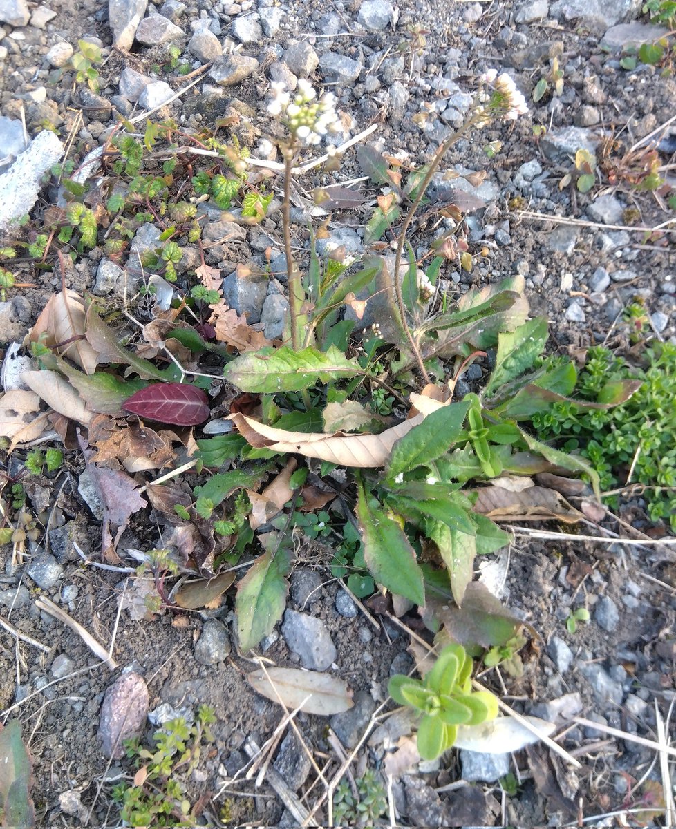 #古民家BASE
#農家の終礼
#ペガサス
本日の植物はナズナです。
アブラナ科ナズナ属の越年草になります。別名、ぺんぺん草です。
花言葉は「あなたに私のすべてを捧げます」「あなたに全てをお任せします」です。