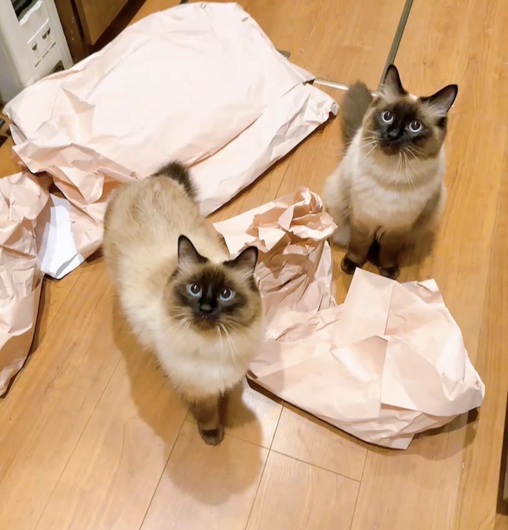 もﾃｨﾝ🌜ZX636 (@mo_zx636) / Posts / X