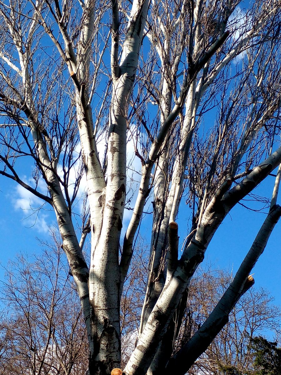 Катерина Галич tweet media