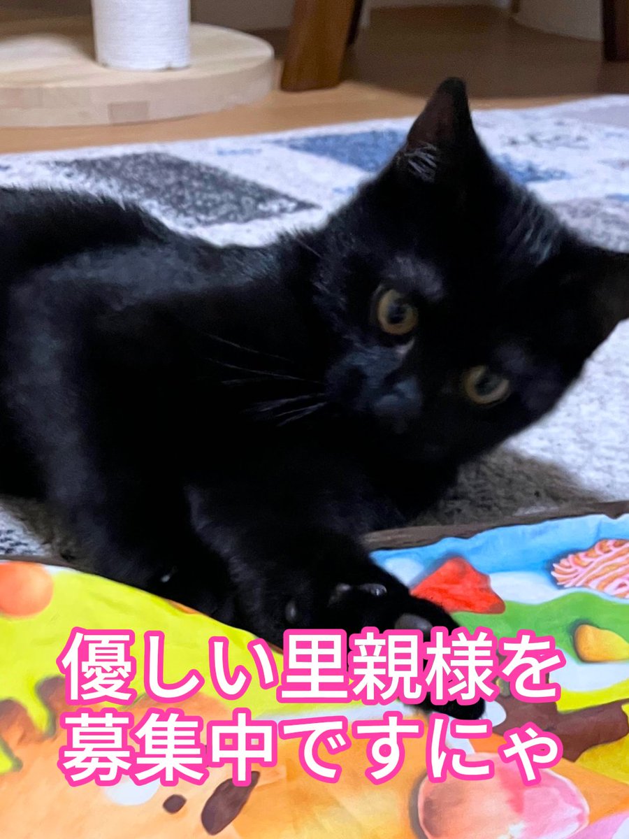 のあ君、会ってきました😺 めっちゃ元気でかわいい！ 大ジャンプ披露し