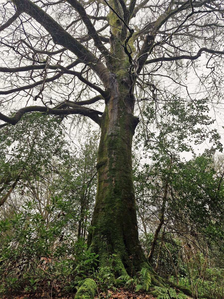 TheCemetress's tweet image. 🖤🖤🖤
Wishing you all a magical new week!!!