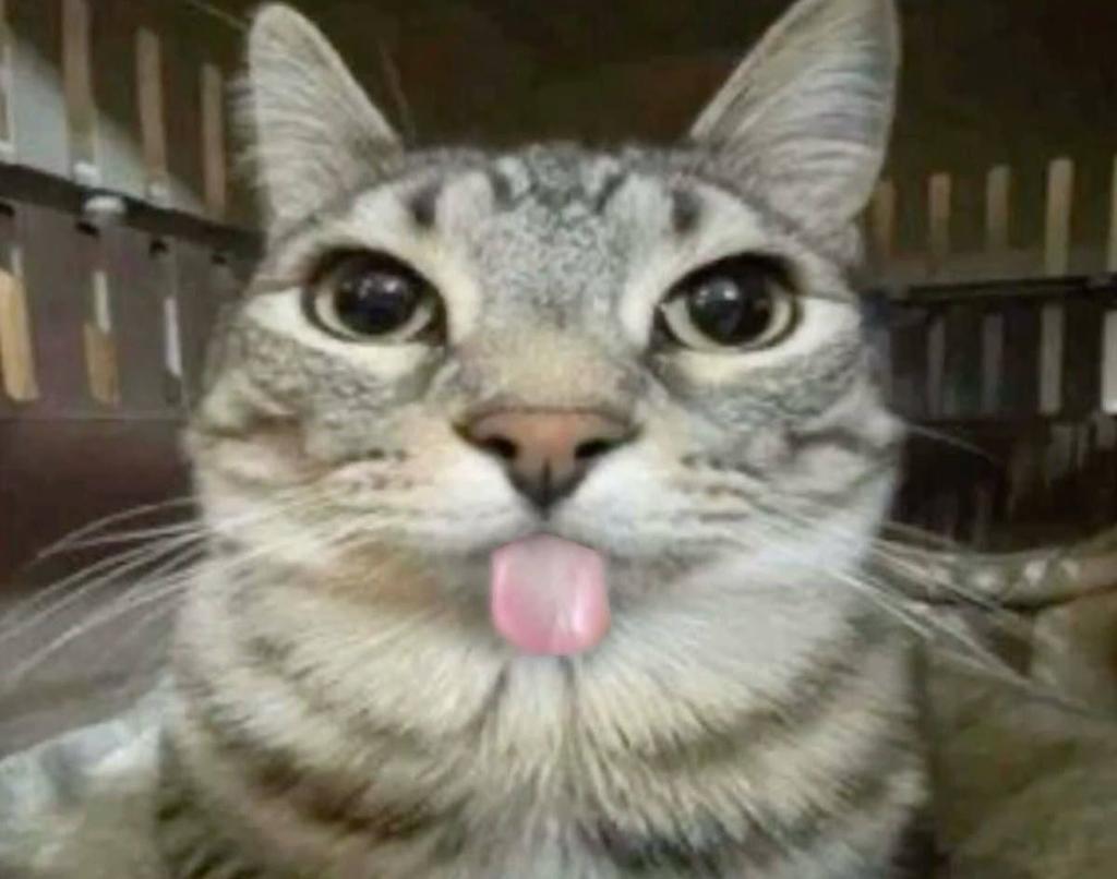 JoshAbbah's tweet photo. @Diggerug @zazubabyman 😺🔥 https://t.co/h0X32NvW24