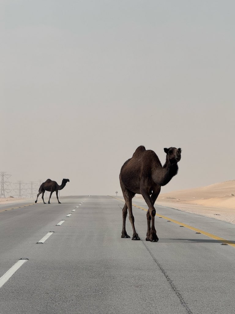 صباح الخير من وجه الخير