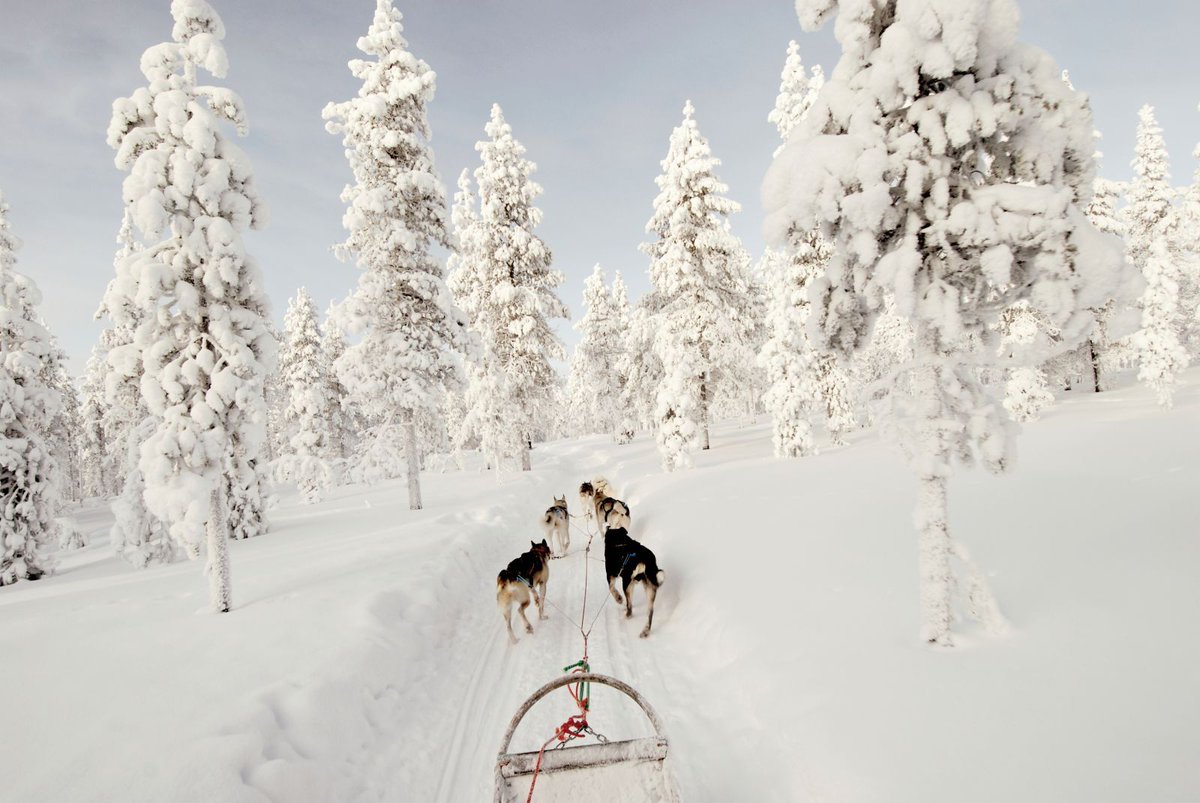 WideoysterE's tweet photo. De aventura en la #Laponia finlandesa: el país de las maravillas invernales. ❄️🇫🇮

👉https://t.co/OqYY3tXiJQ https://t.co/bycqb2ZdVf