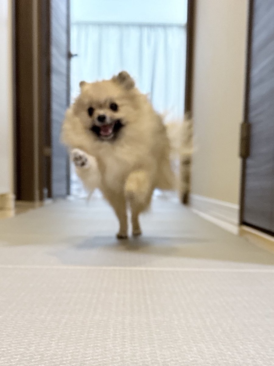 techipome's tweet image. 🐻ママ帰ってきた！
#ポメラニアン