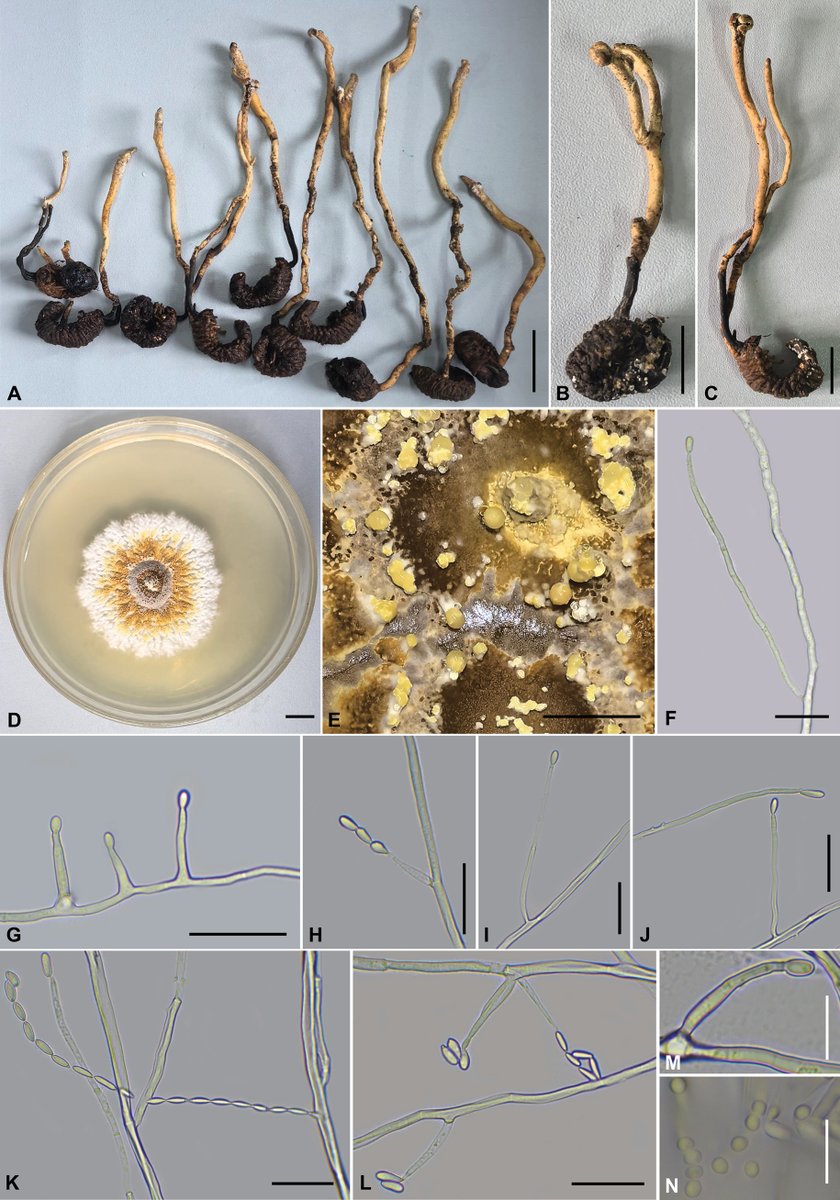 MycoKeys tweet media