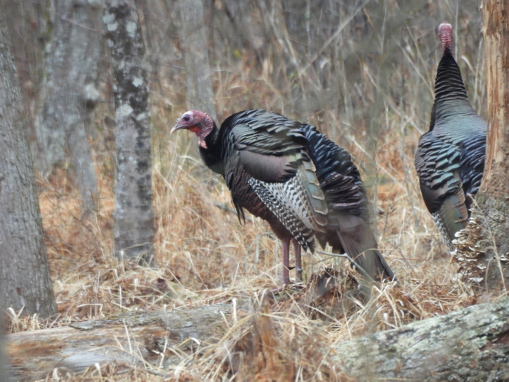 Protect Our Birds tweet media