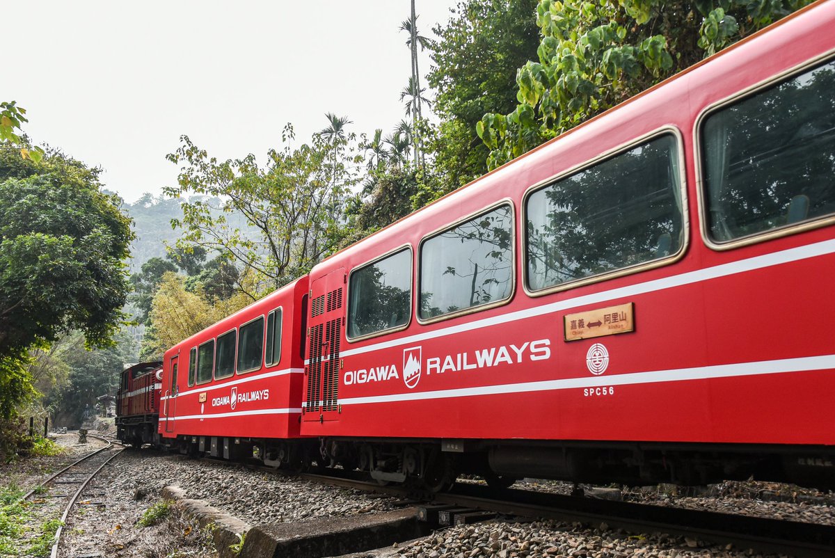 阿里山林業鉄道は大井川鉄道との友好協定締結40周年を記念し、特別企画として阿里山号4両を大井川鉄道ラッピング塗装に変更しました。

初運用は昨日の上り5次、今日の8次が初の下り運用です。
公式発表の運用日は以下の通り：
5次(阿里山行):1/23・25
8次(嘉義行):1/24・26

2026.1.19  阿里山号8次