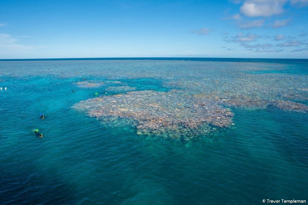 Here are 8 tips for visiting the Great Barrier Reef from a Queensland local buff.ly/mEMdNrJ