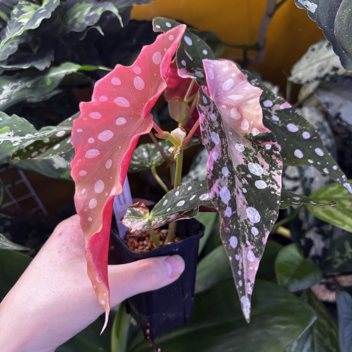 Begonia maculata 'Pink Variegated' 斑入りのマクラータの斑が