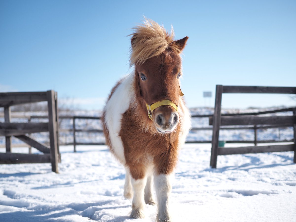 ぽんぽん🐾 (@franchise_pon) / Posts / X