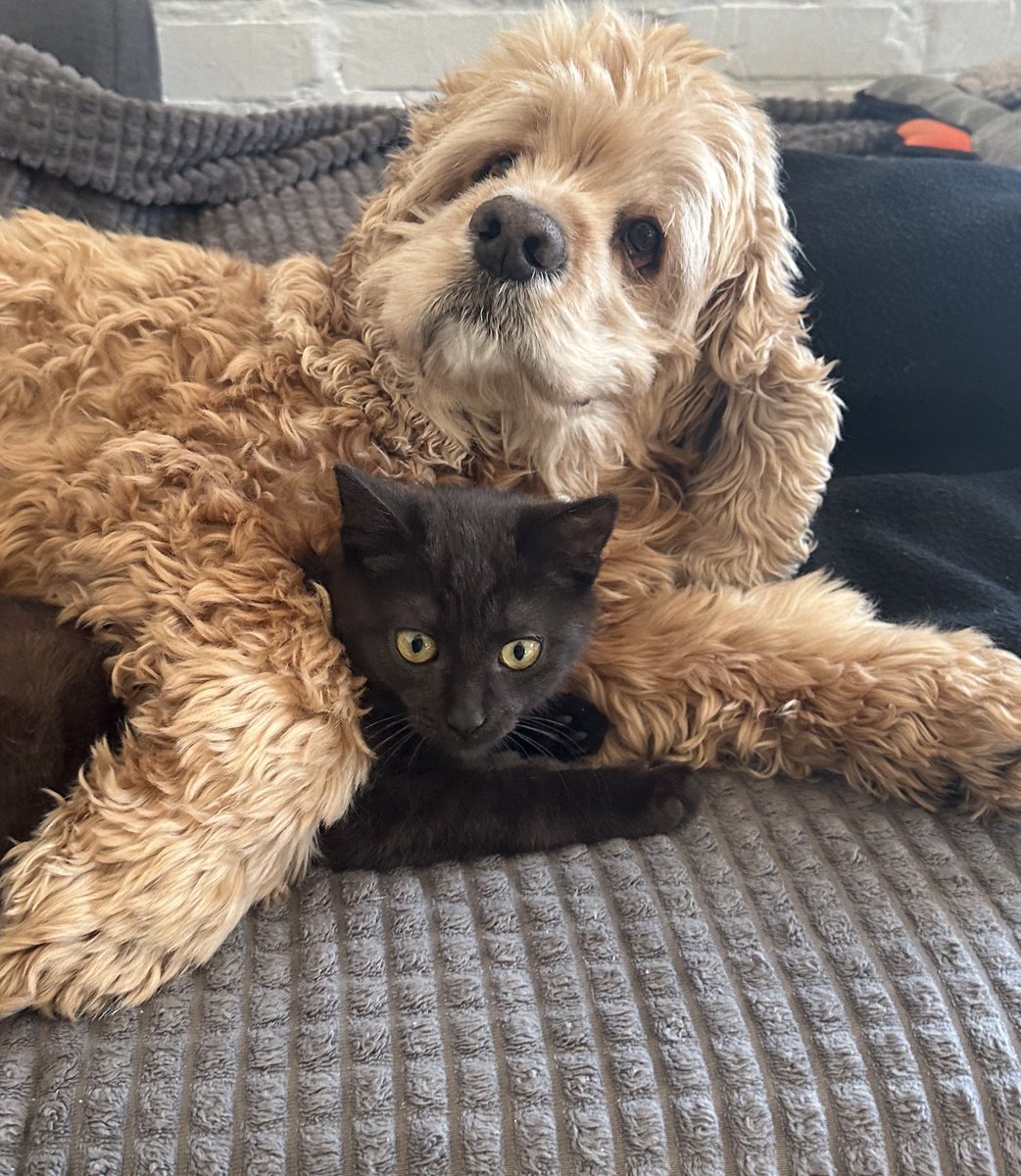 APolux's tweet image. Оці два волохатих збирають 180к на 2 великих екофлоу для ребівців Кара-Дагу в район Купʼянську. На банці вже є 30к. Це те шо хлопці самі закинули. Треба допомогти 
send.monobank.ua/jar/2J9pom12Ep