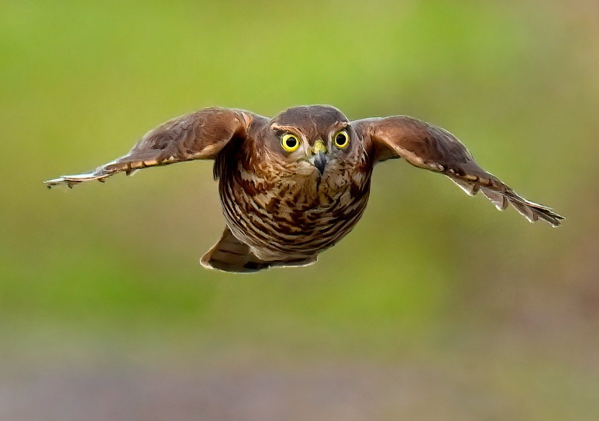 Carl Bovis tweet media