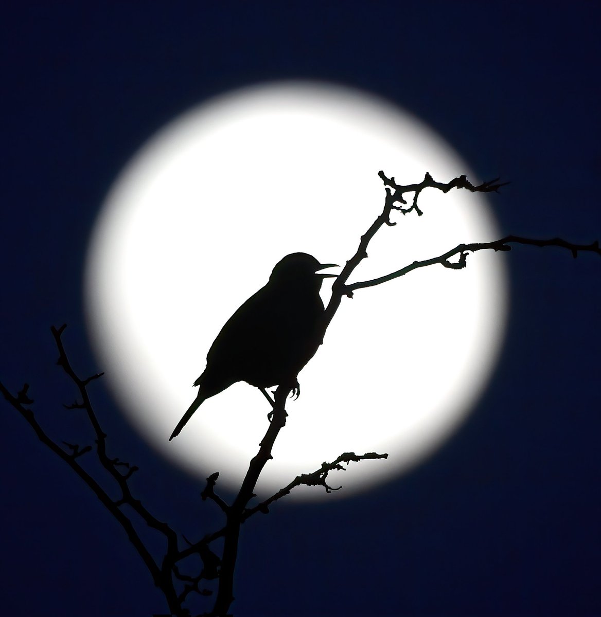 Carl Bovis tweet media