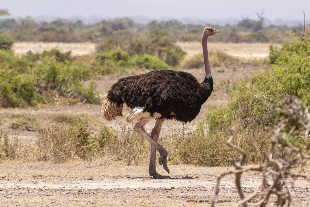 Protect Our Birds tweet media