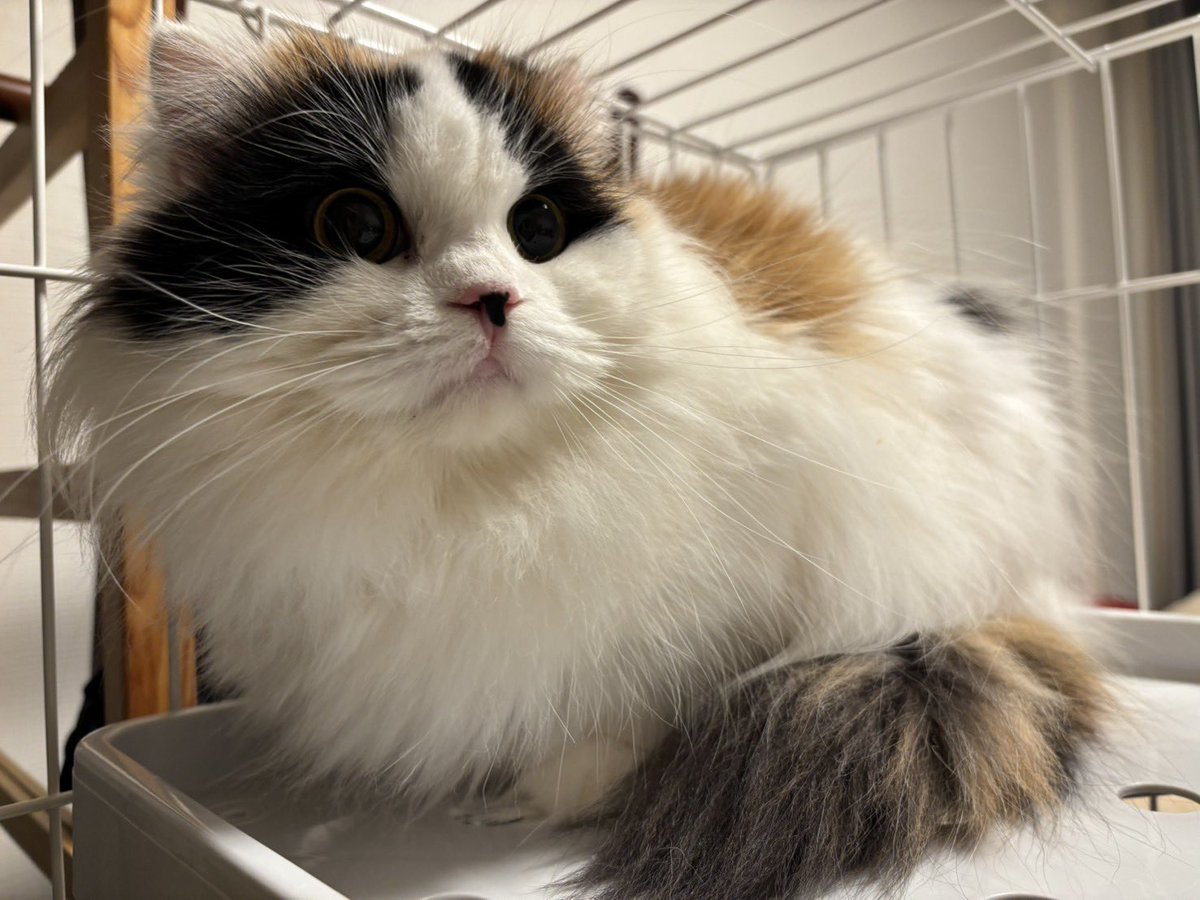 たま子ちゃんトライアルに出発いたしました がんばれ〜📣🤗 先住ちゃん