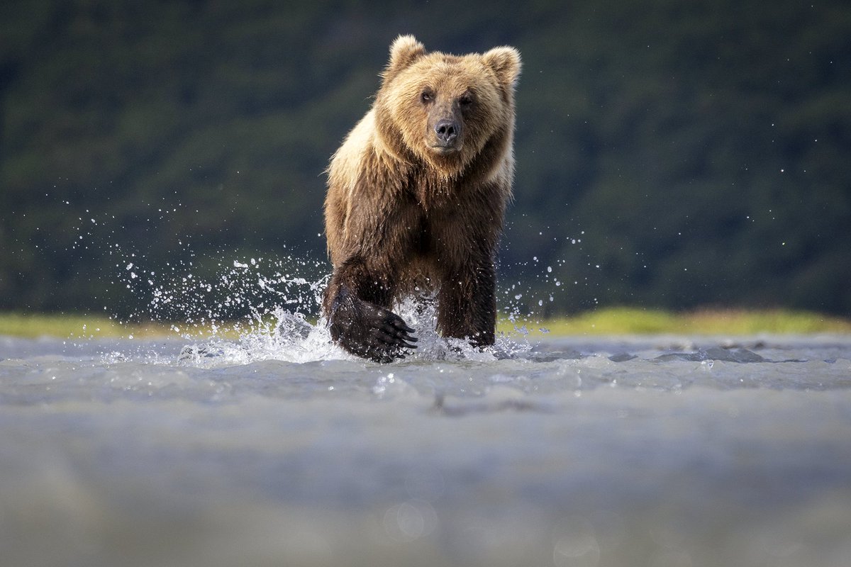 Patrick Barron 🐻〽️ tweet media