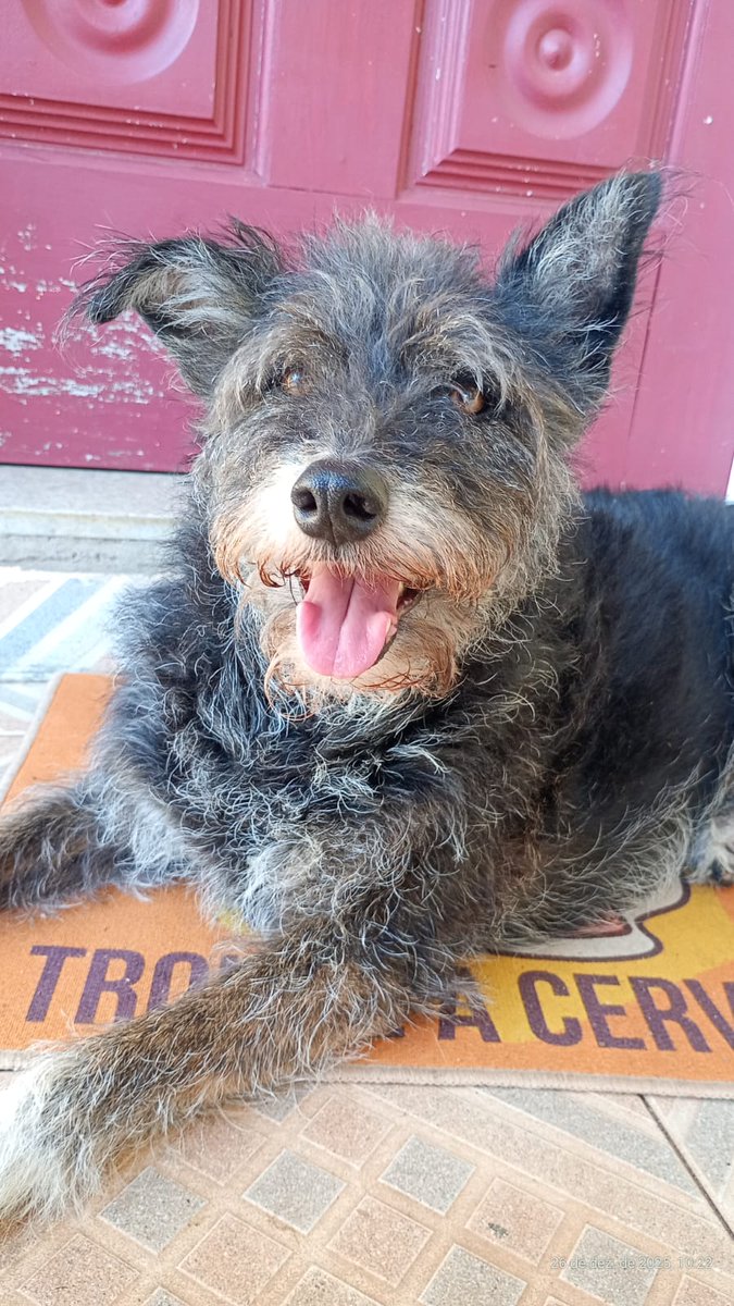 Resgatamos essa cachorrinha na rua e hj após a realização de exames veio a notícia q ela está doente e n iremos conseguir arcar cm o tratamento, o veterinário receitou para ela:
- 5g de ice
- 10 fardos de cerveja 
- uma namorada para a dona dessa conta
- cigarros
Por favor ajude