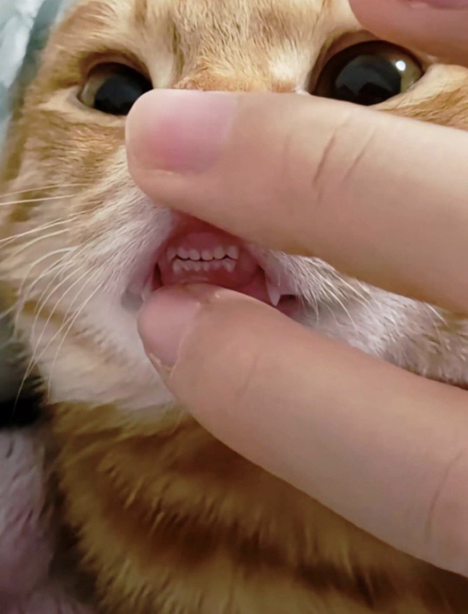 猫の歯型ってこうなってたんだ...