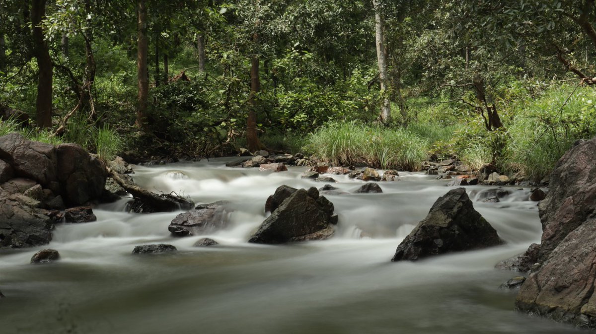 mptfs's tweet photo. Pench Tiger Reserve’s forests, rivers and grasslands support tigers, herbivores and birds, making it an important landscape for biodiversity conservation. #mptfs #pench https://t.co/g1Ny4pxTUu