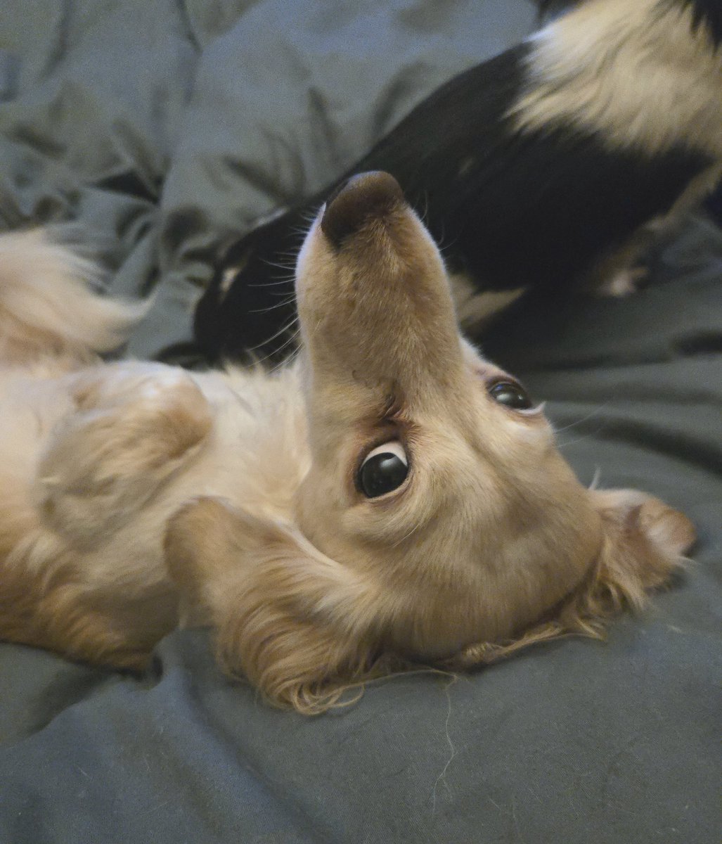 Zelda & Bandita tweet media